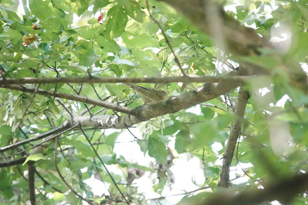 Worm-eating Warbler - ML640764754