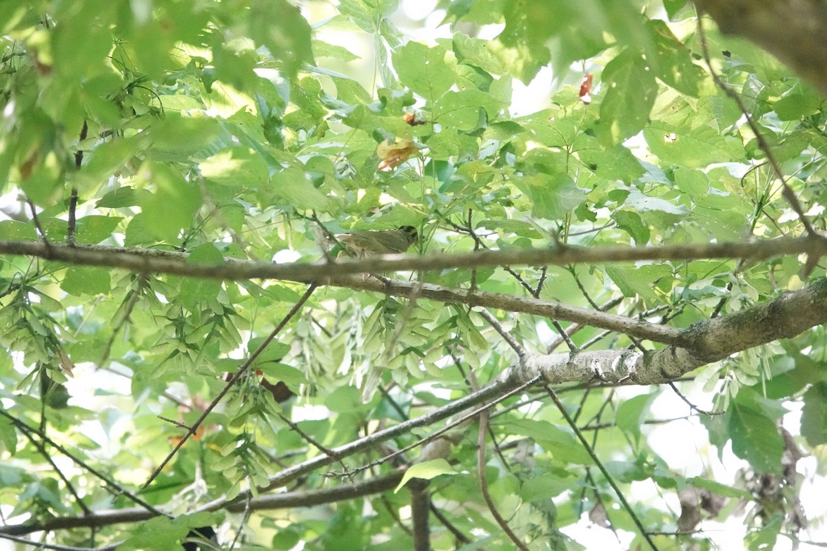 Worm-eating Warbler - ML640764755