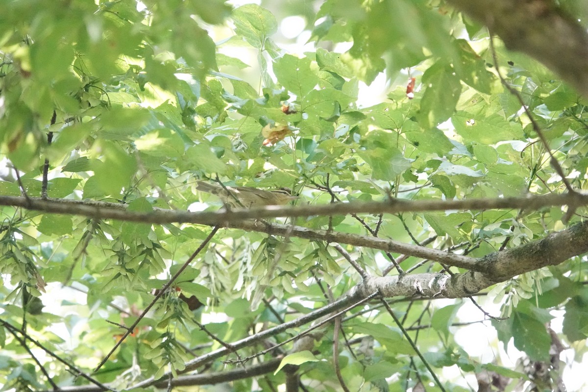 Worm-eating Warbler - ML640764756