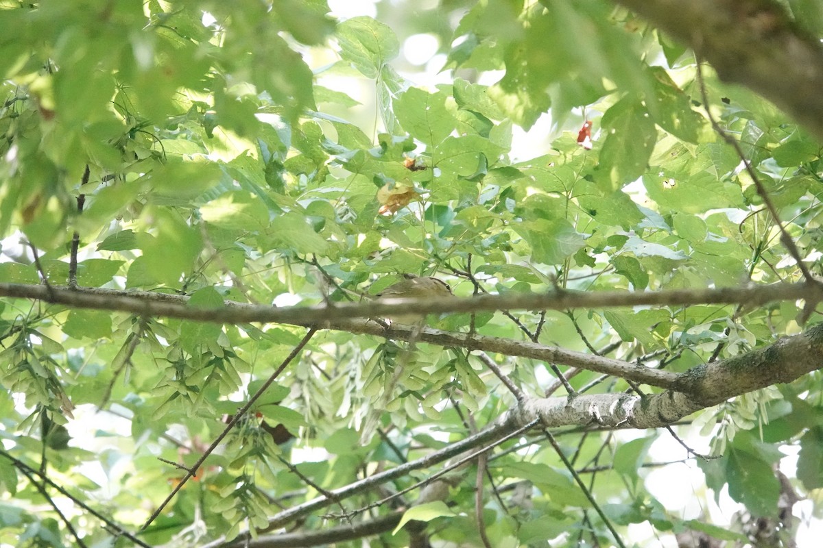 Worm-eating Warbler - ML640764757