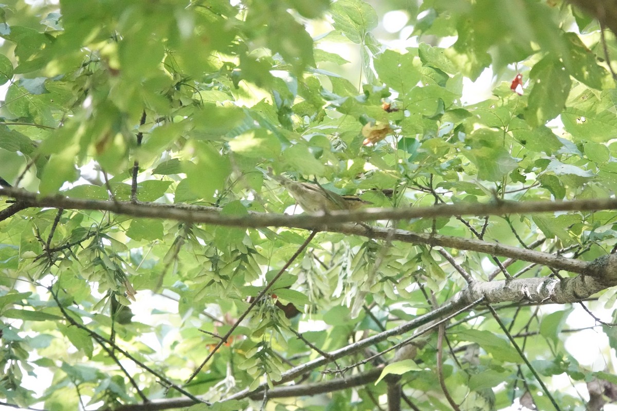 Worm-eating Warbler - ML640764758