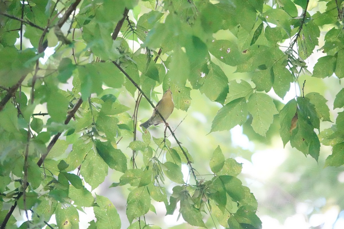 Worm-eating Warbler - ML640764759