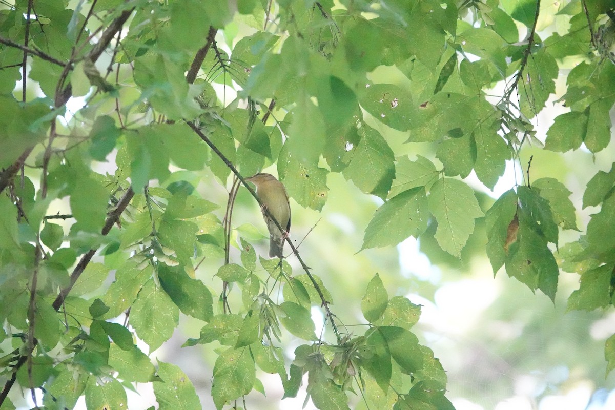 Worm-eating Warbler - ML640764760