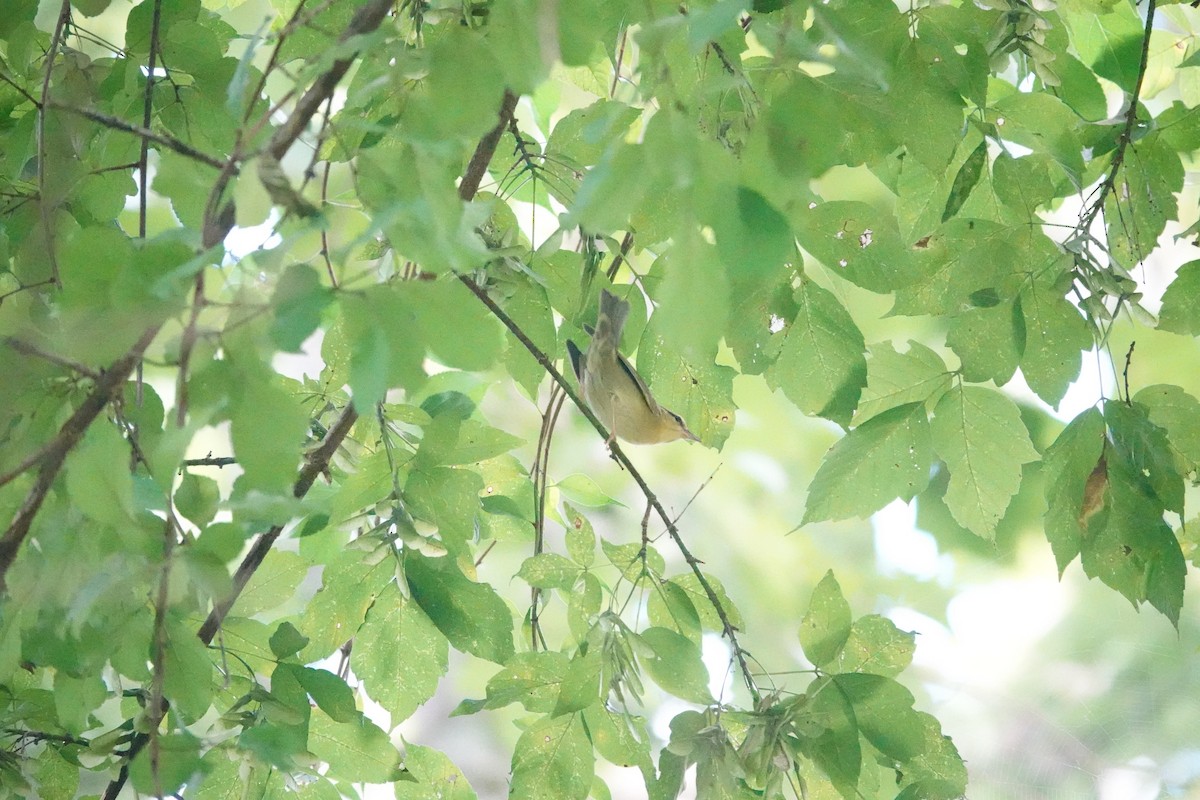 Worm-eating Warbler - ML640764761