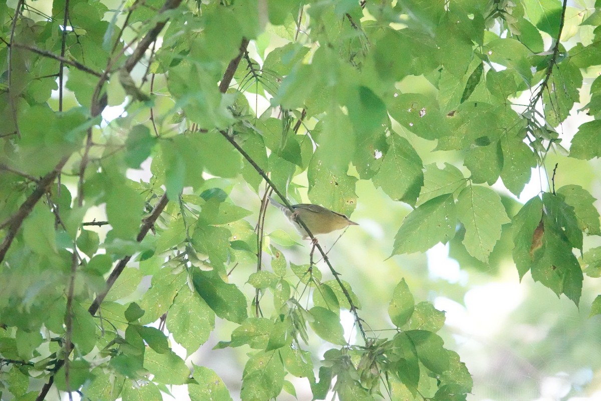 Worm-eating Warbler - ML640764762