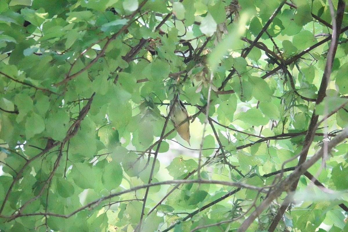 Worm-eating Warbler - ML640764763