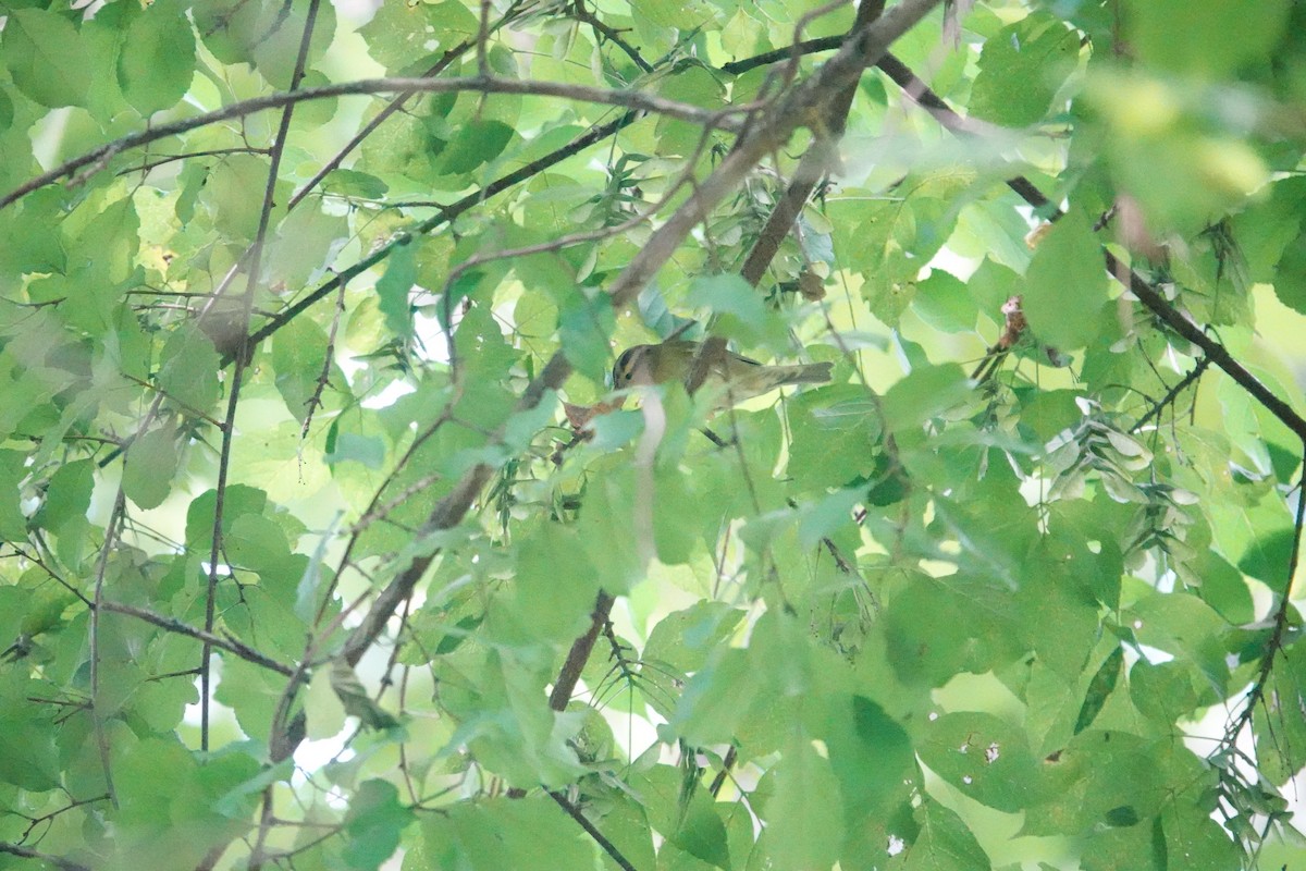 Worm-eating Warbler - ML640764764