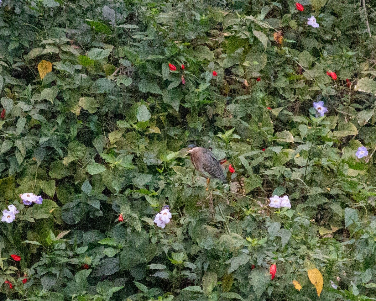 Striated Heron - ML640764765