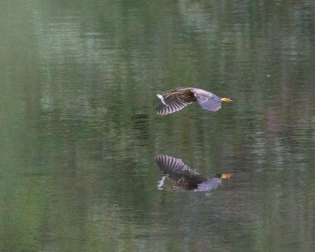 Striated Heron - ML640764766