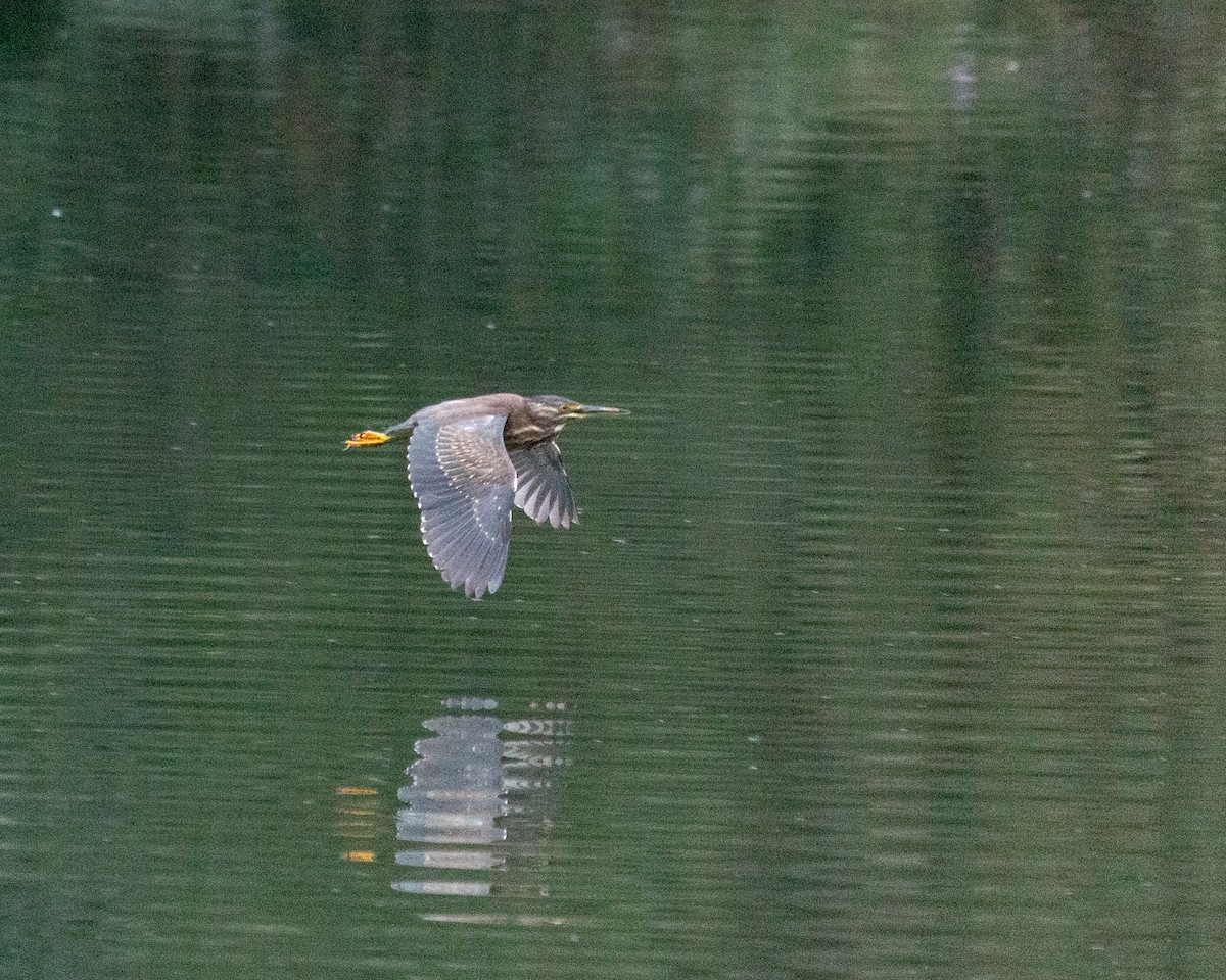 Striated Heron - ML640764767