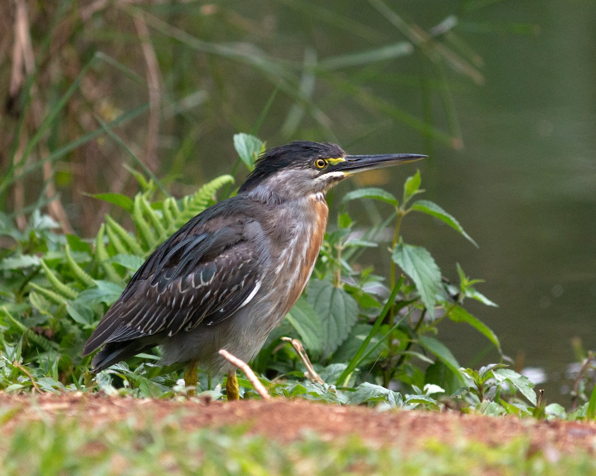 Striated Heron - ML640764779