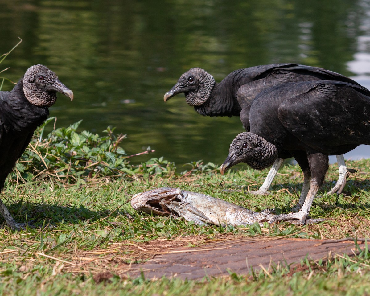 Black Vulture - ML640764815