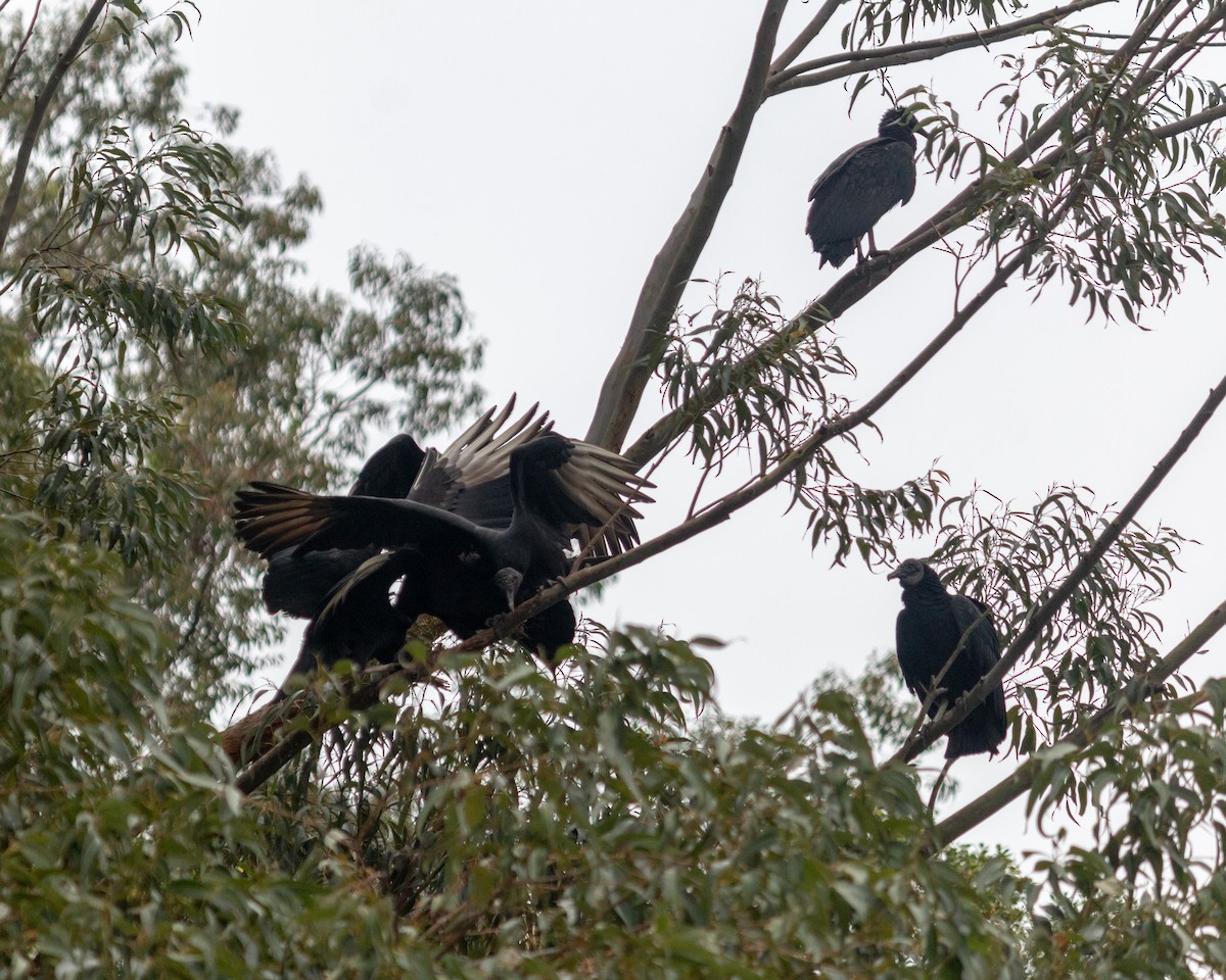 Black Vulture - ML640764818