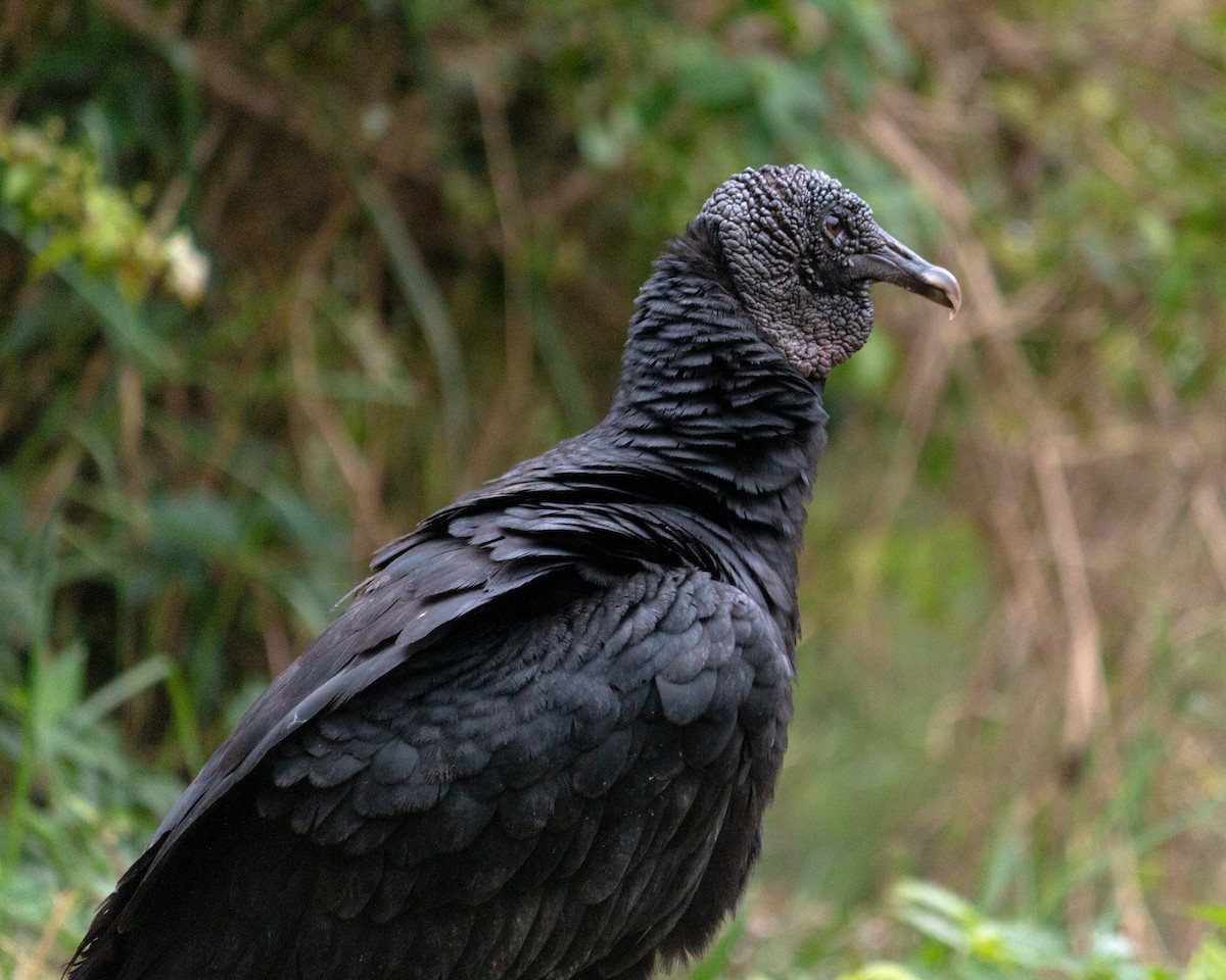 Black Vulture - ML640764820