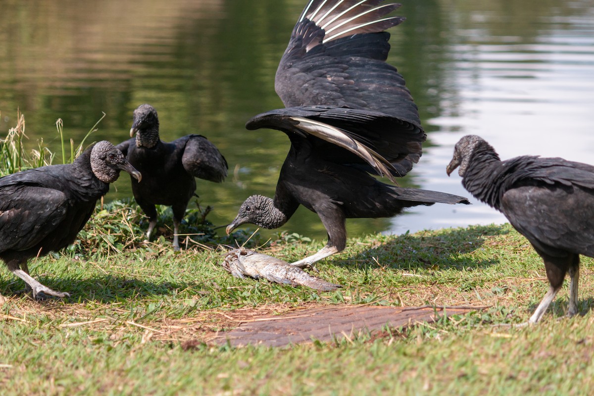 Black Vulture - ML640764826