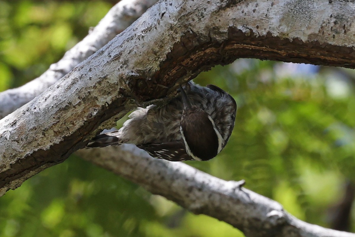 Sunda Pygmy Woodpecker - ML640764827