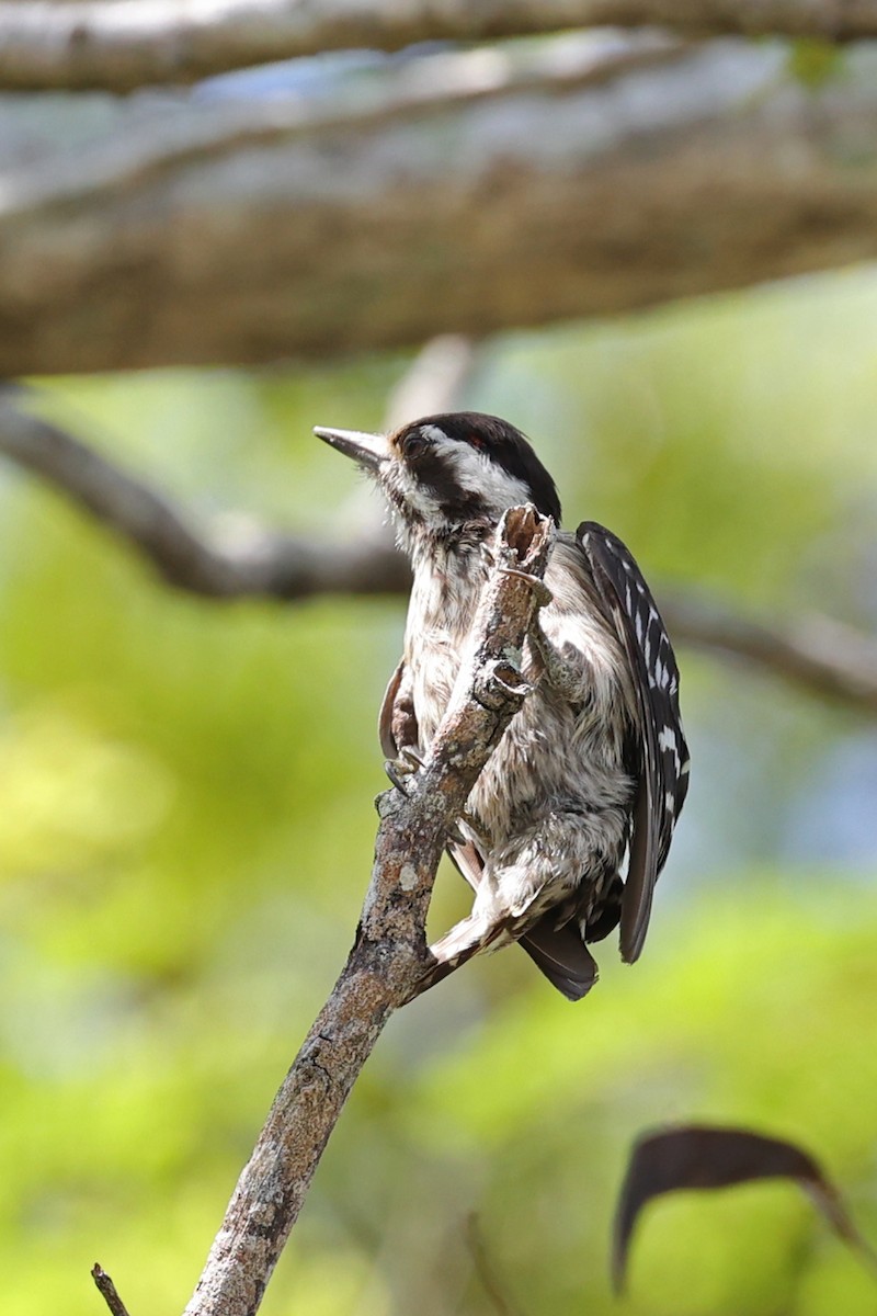 Sunda Pygmy Woodpecker - ML640764828