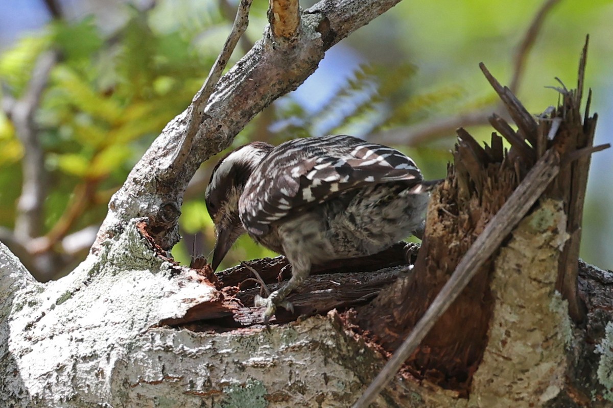 Sunda Pygmy Woodpecker - ML640764829