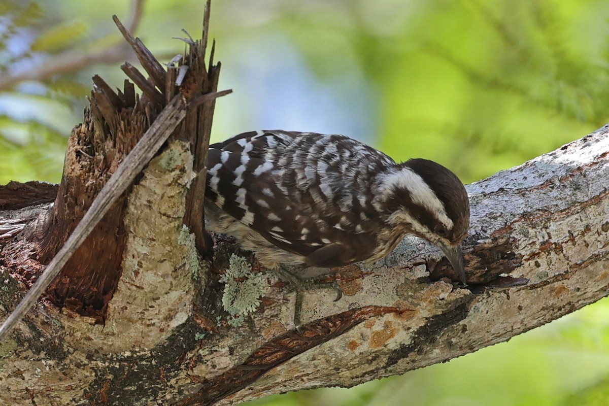 Sunda Pygmy Woodpecker - ML640764830