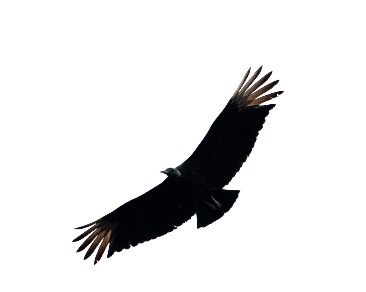 Black Vulture - ML640764833