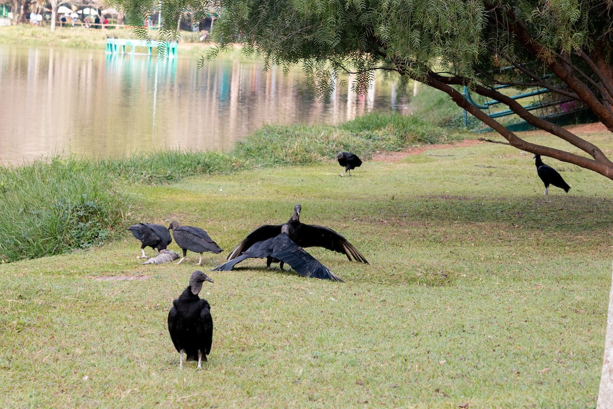 Black Vulture - ML640764834