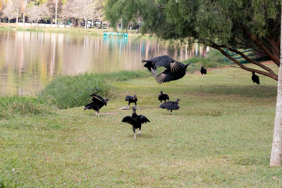 Black Vulture - ML640764836