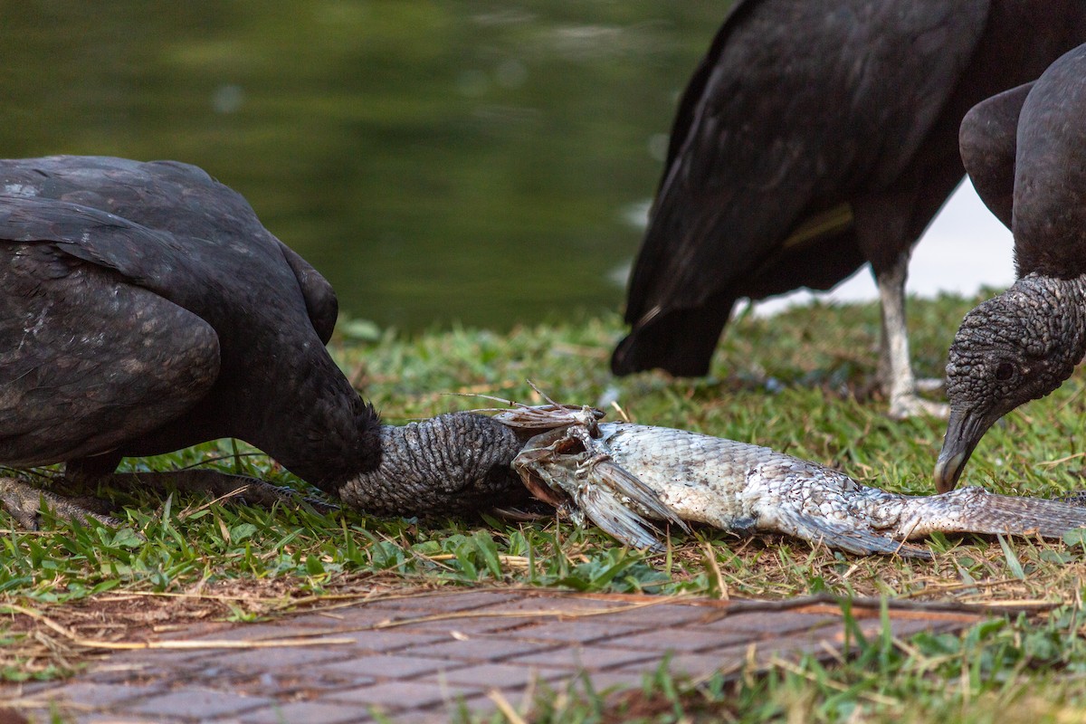 Black Vulture - ML640764837