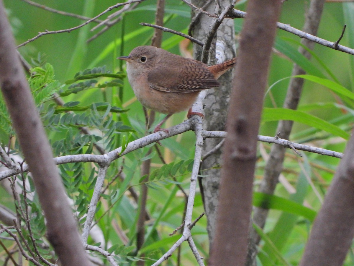 Southern House Wren - ML640764959