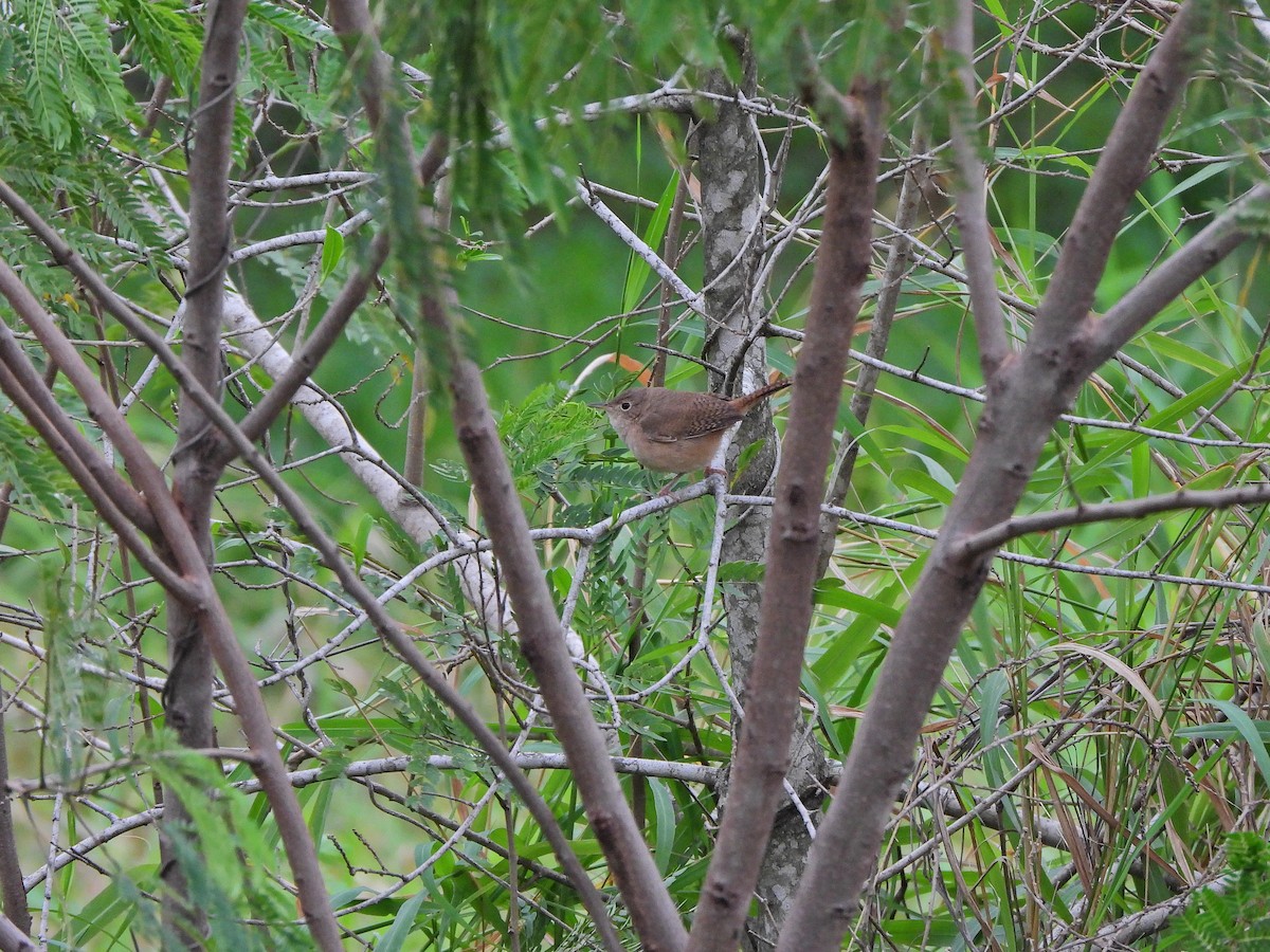 Southern House Wren - ML640764976