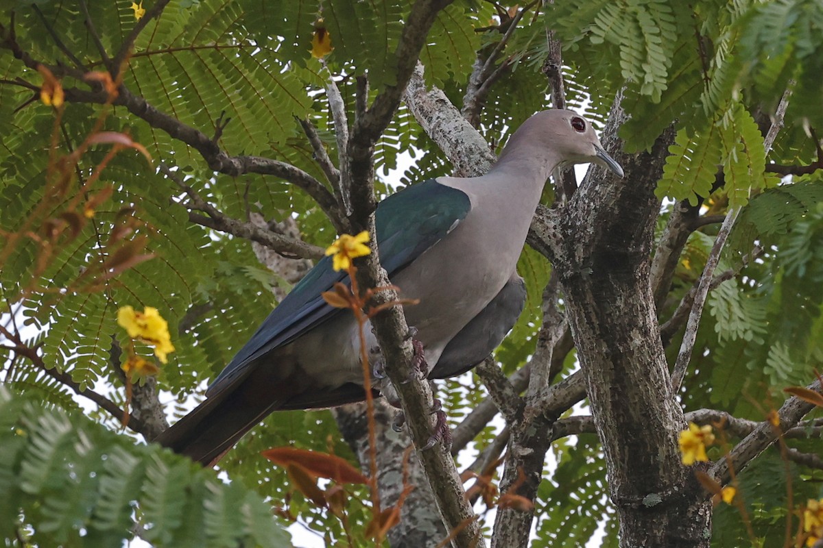 Green Imperial-Pigeon - ML640764982