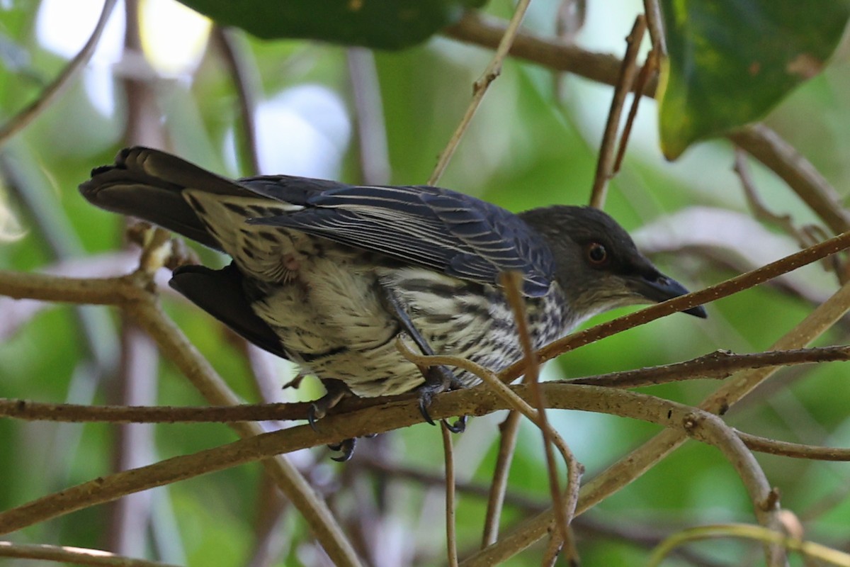 Asian Glossy Starling - ML640765007