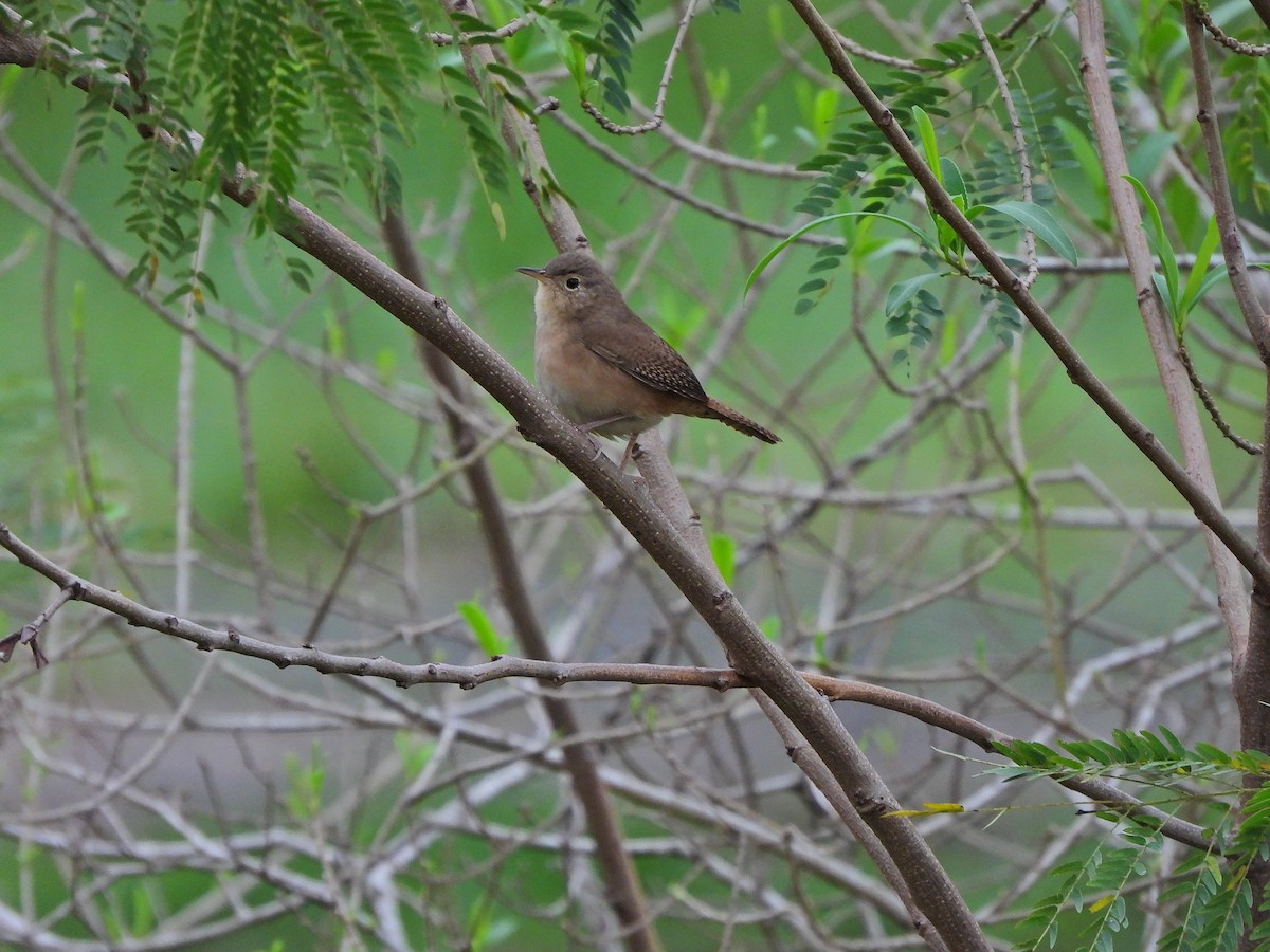 Southern House Wren - ML640765027