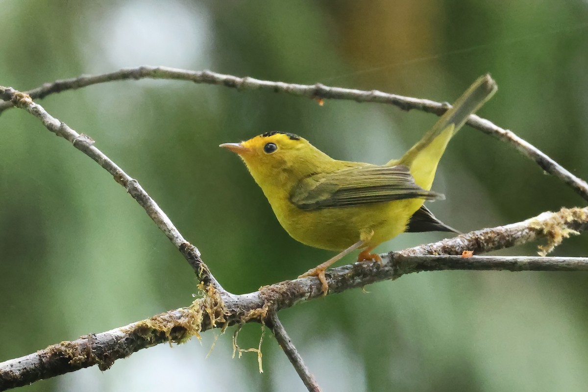 Wilson's Warbler - ML640765028