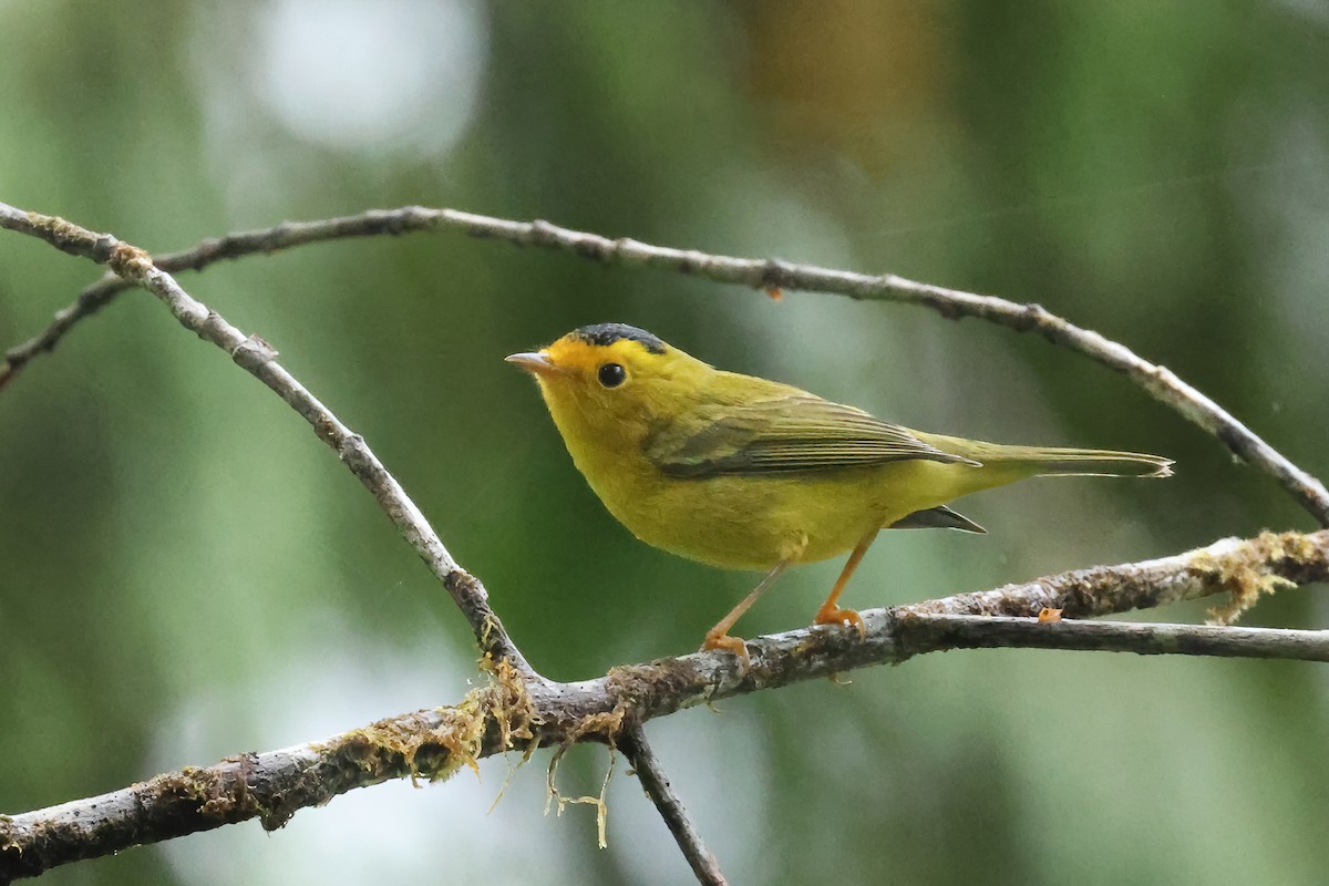 Wilson's Warbler - ML640765029