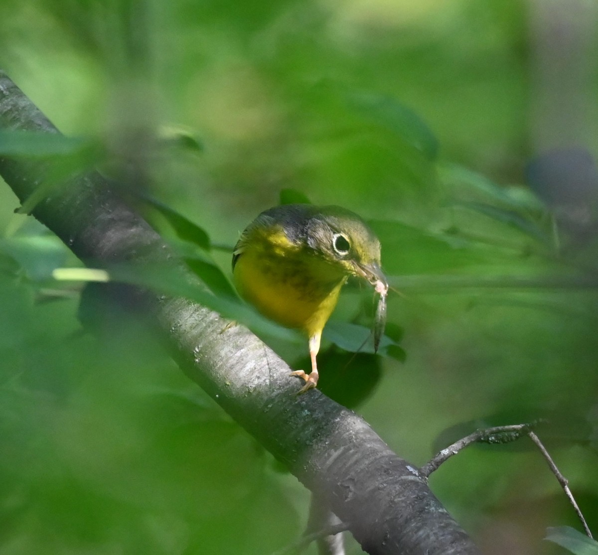 Canada Warbler - ML640765039