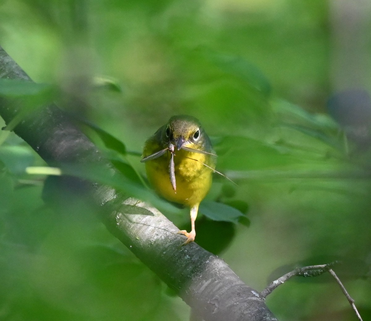 Canada Warbler - ML640765040