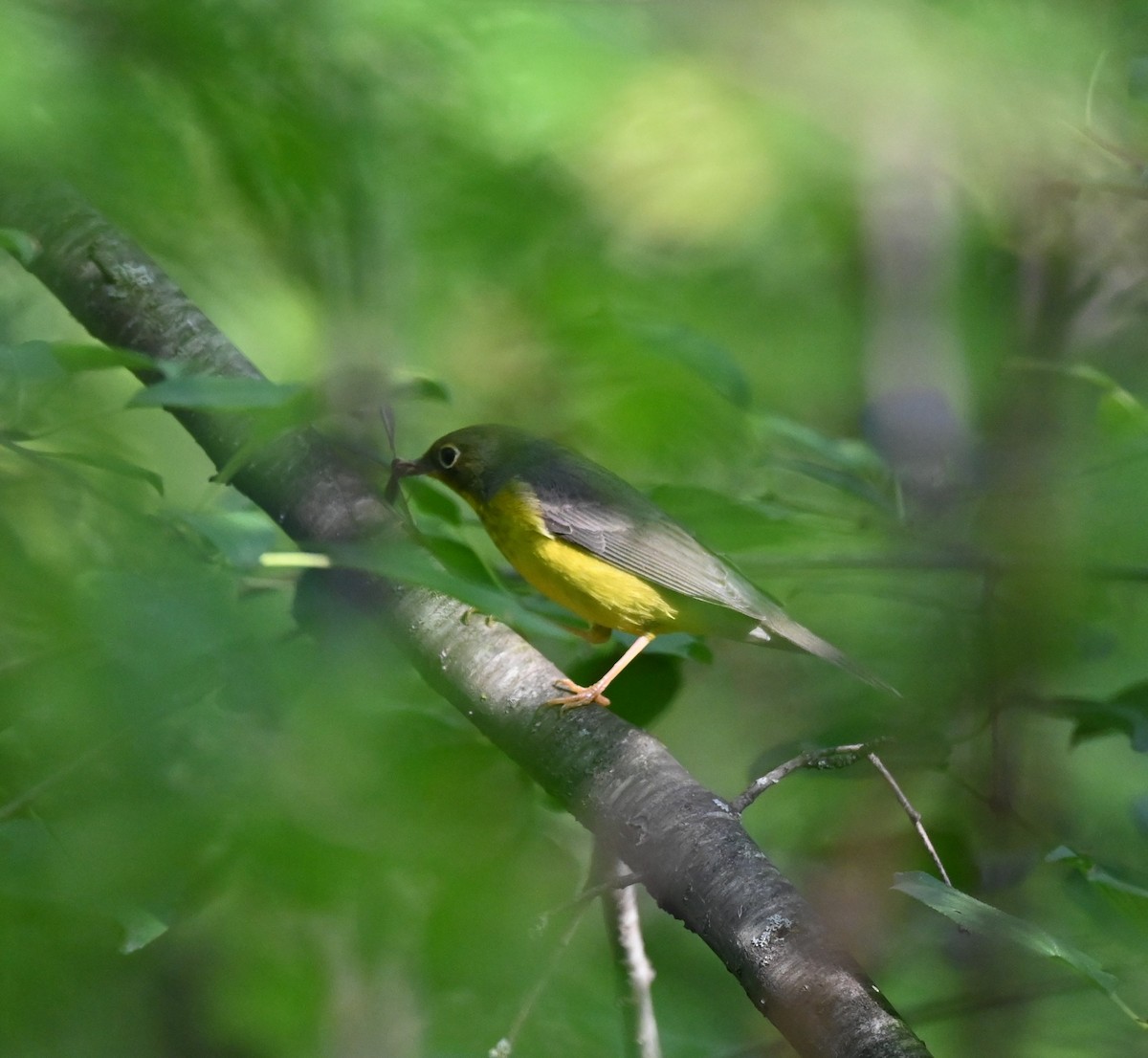 Canada Warbler - ML640765041
