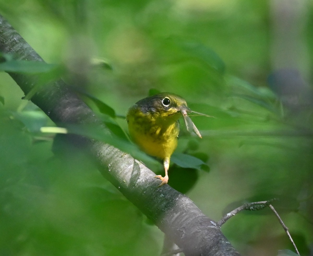 Canada Warbler - ML640765042