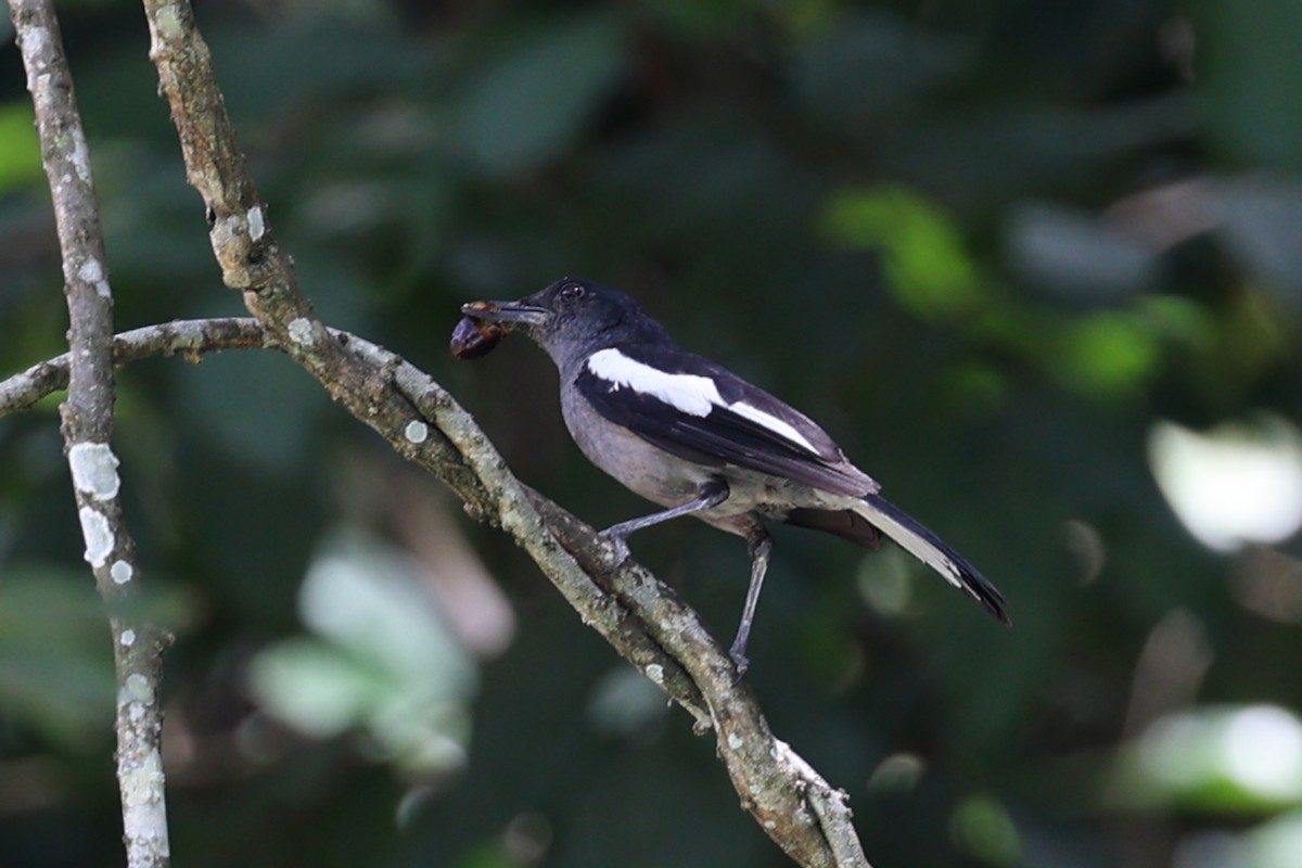Oriental Magpie-Robin - ML640765052