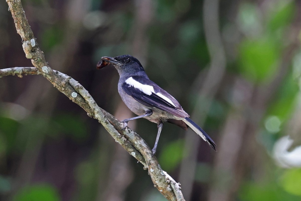 Oriental Magpie-Robin - ML640765053