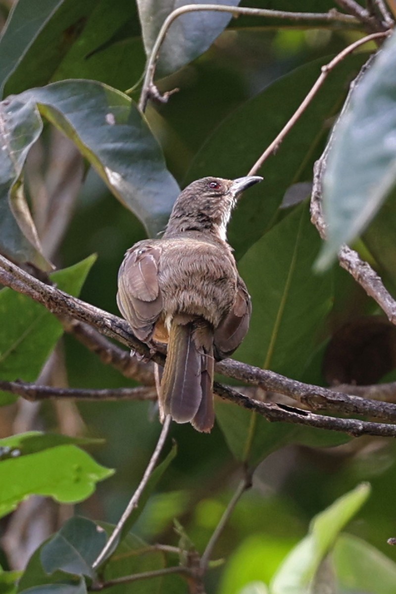 Olive-winged Bulbul - ML640765062