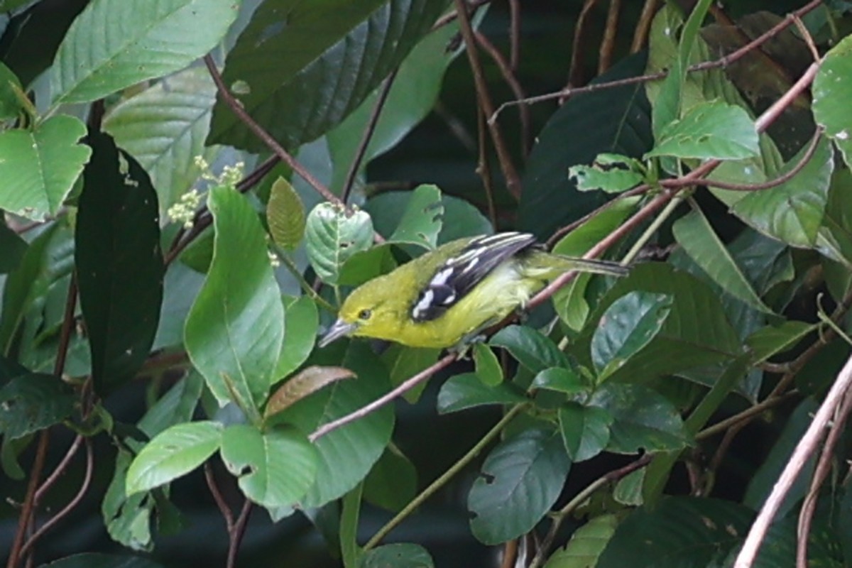Common Iora - ML640765067
