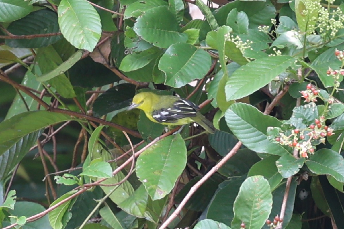 Common Iora - ML640765068