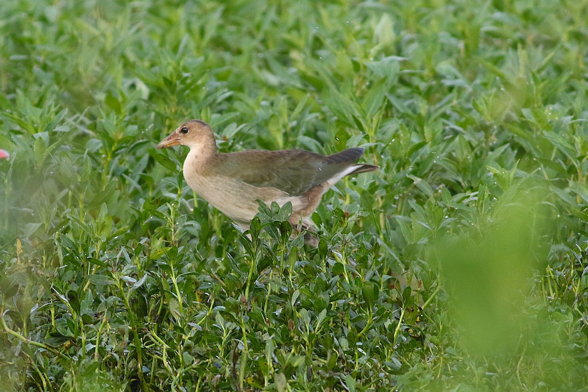 Purple Gallinule - ML640765069