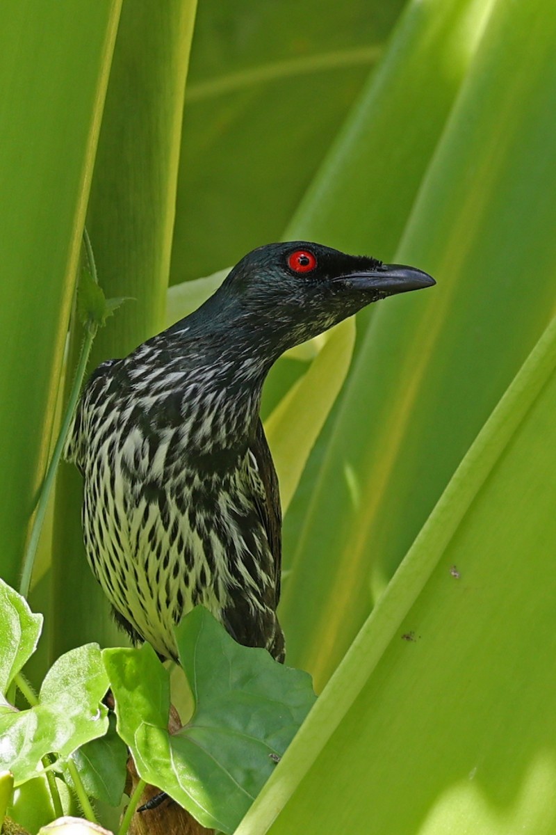 Asian Glossy Starling - ML640765080