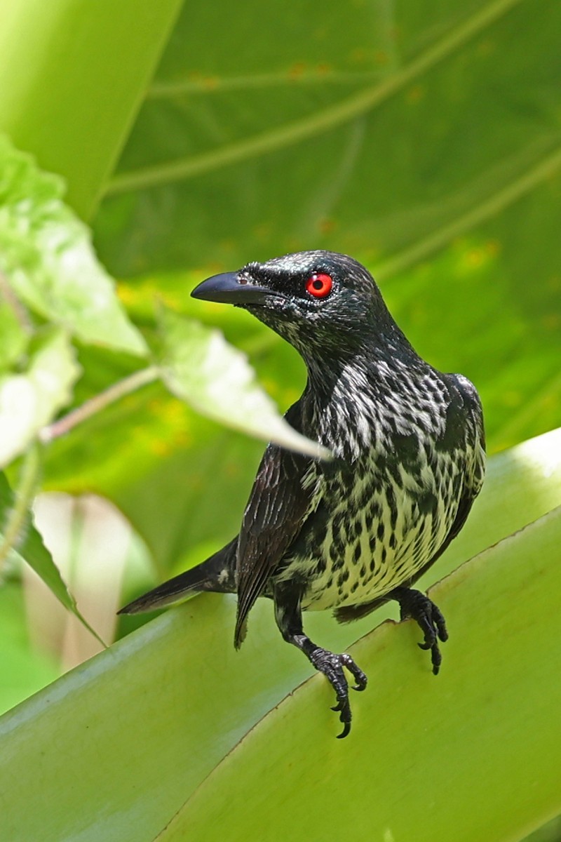 Asian Glossy Starling - ML640765081