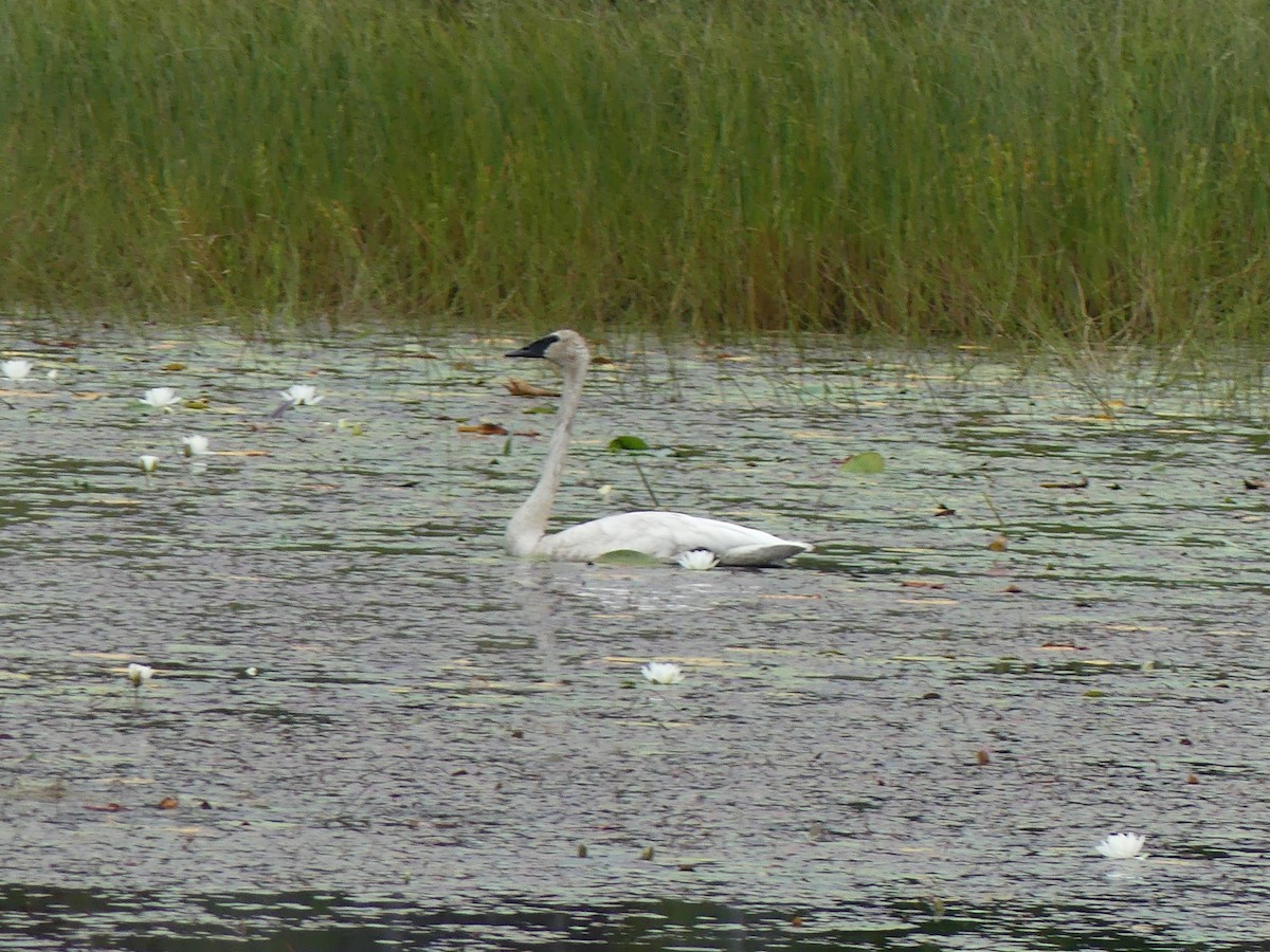 Trumpeter Swan - ML640765142