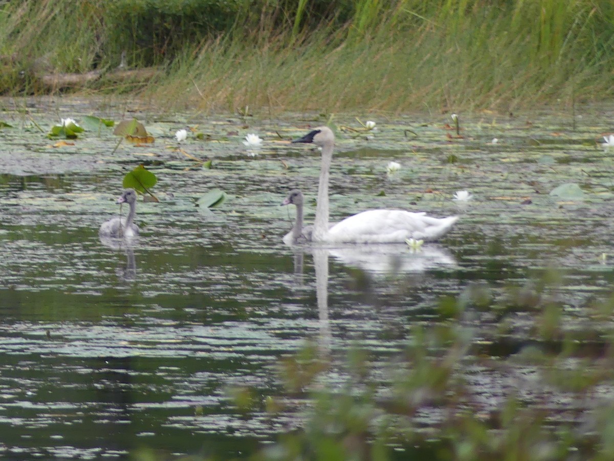 Trumpeter Swan - ML640765143