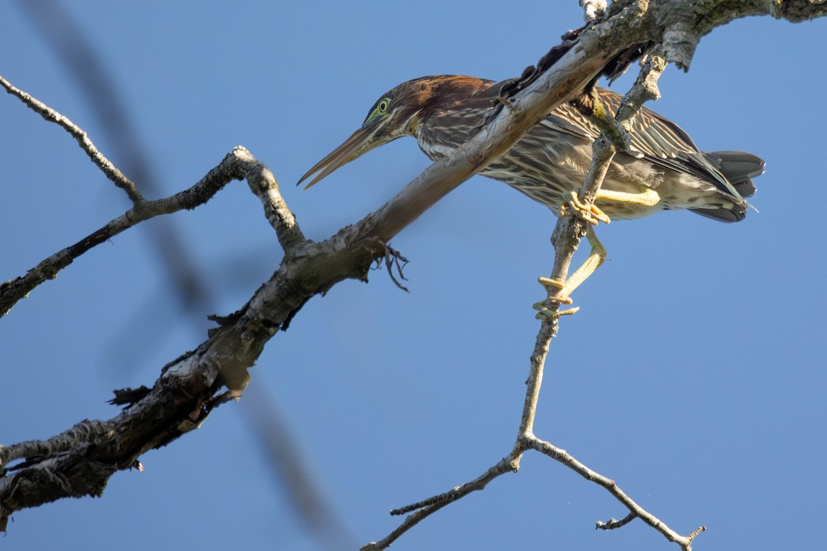 Green Heron - ML640765155