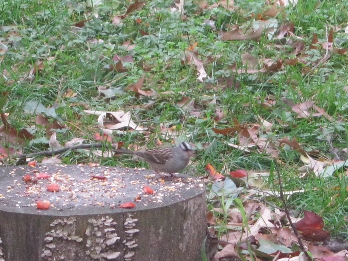 White-crowned Sparrow - ML640765168